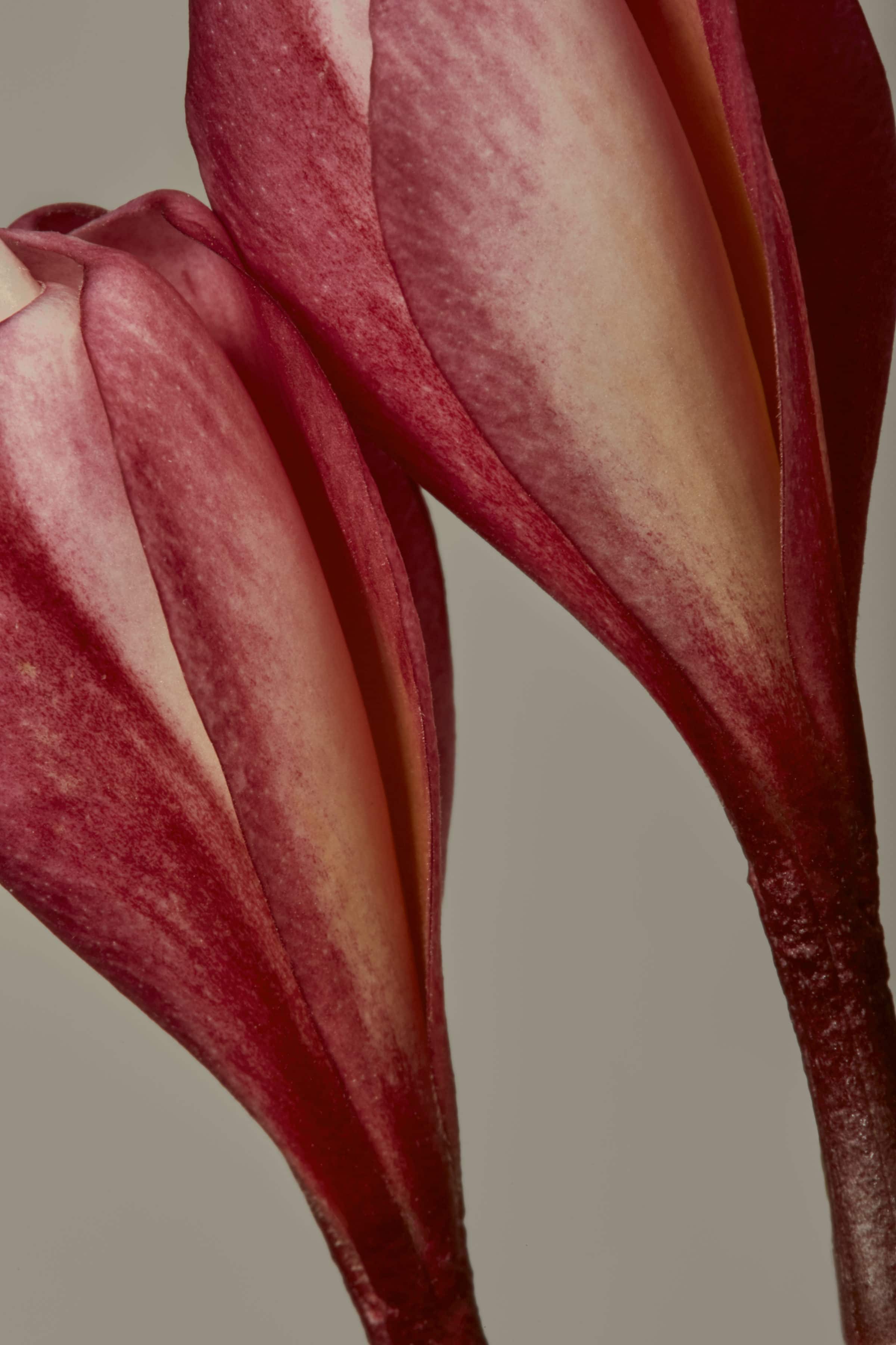 Close up of Frangipani for flora series