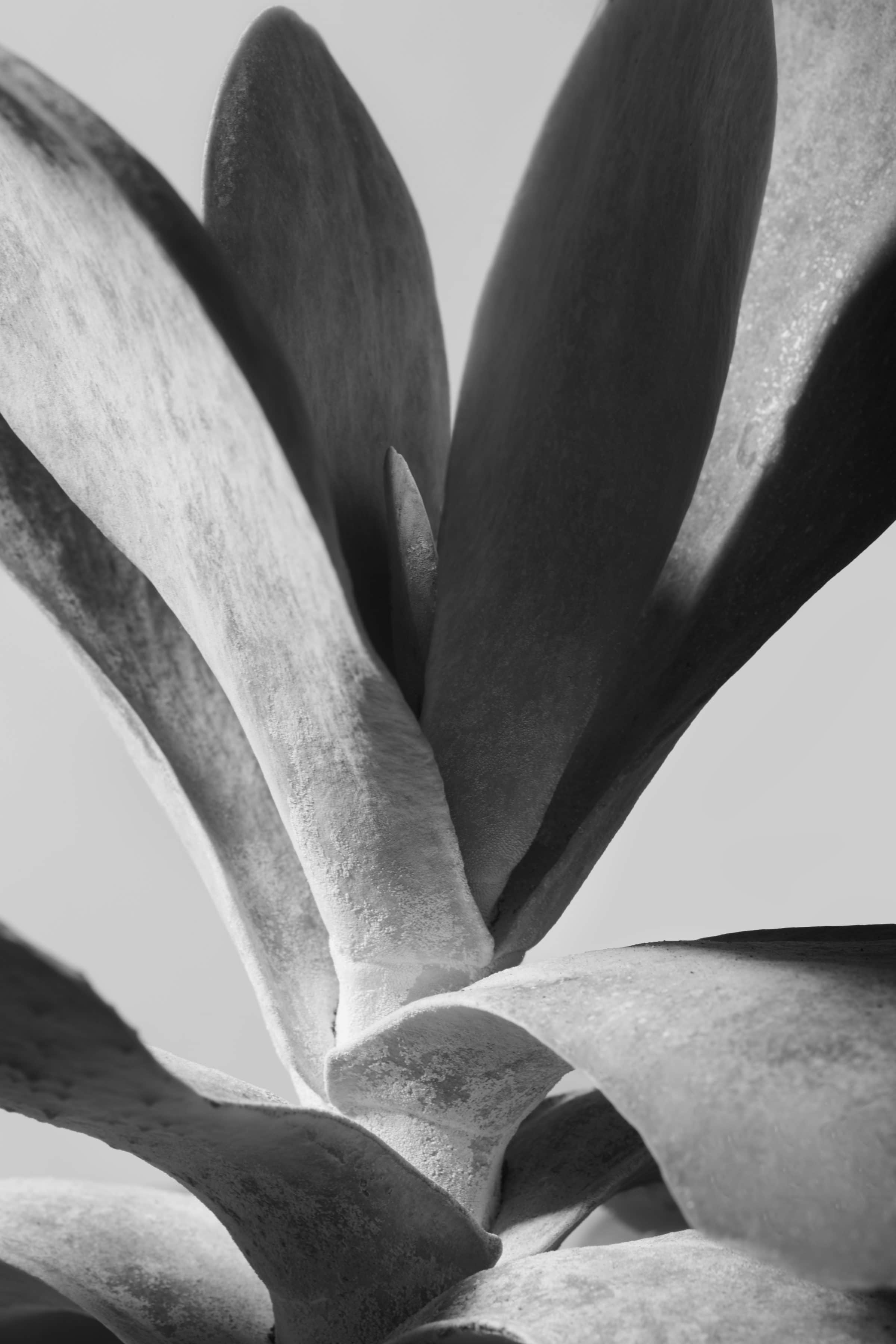 Black and White image of a Succulent from a flora series